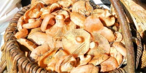 Kako posoliti pečurke na hladan način kod kuće